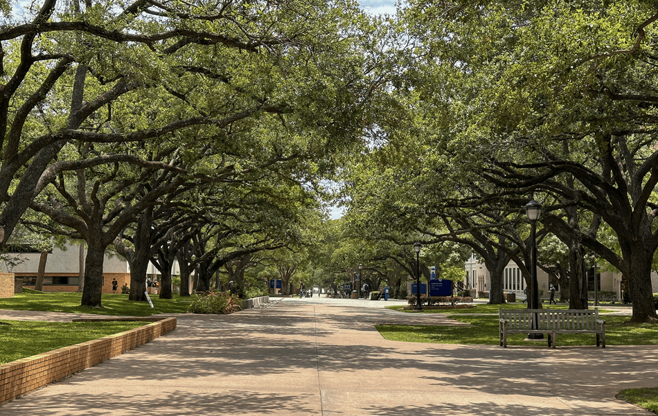 trees lining walkway