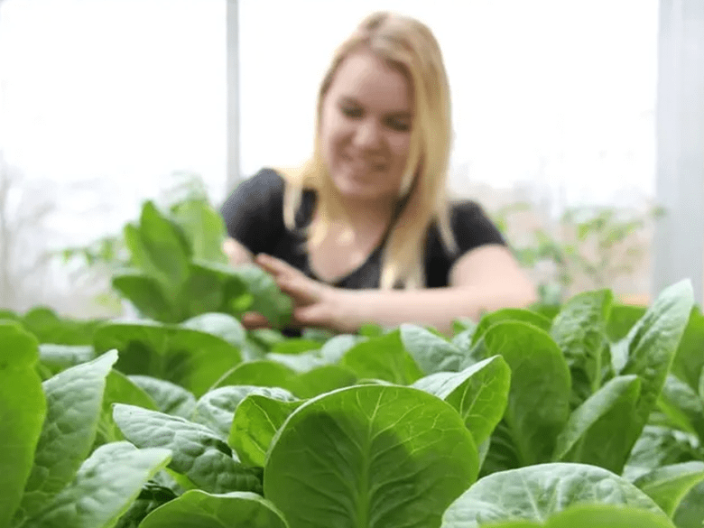 Woman tending lettuce seedlings
