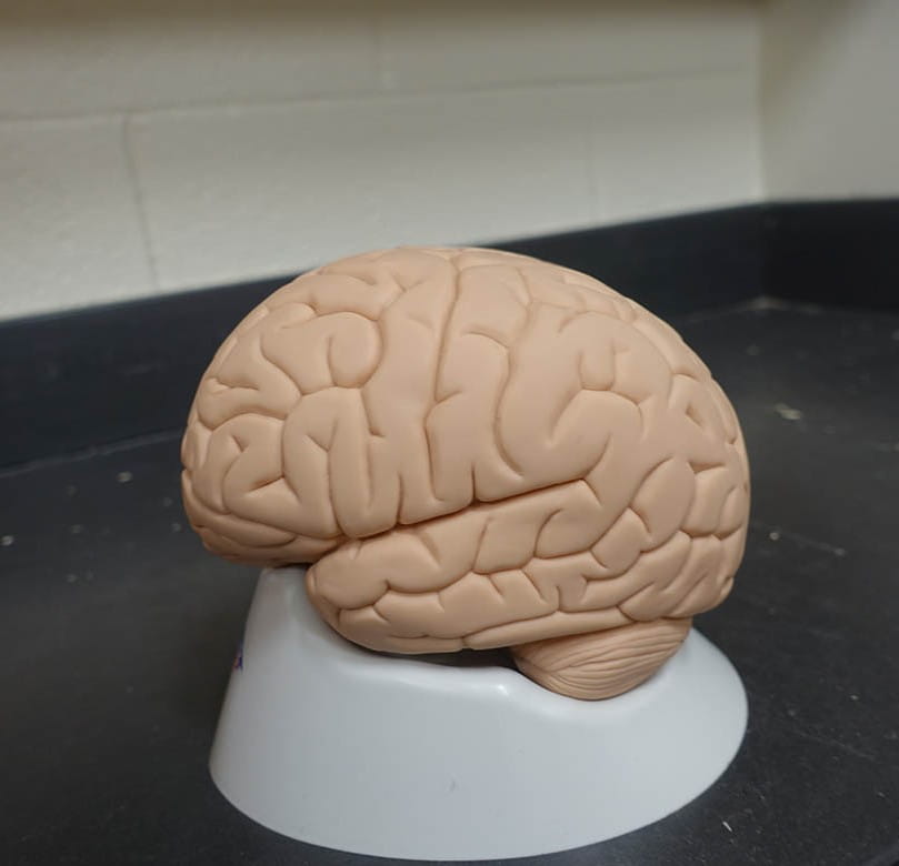brain figure