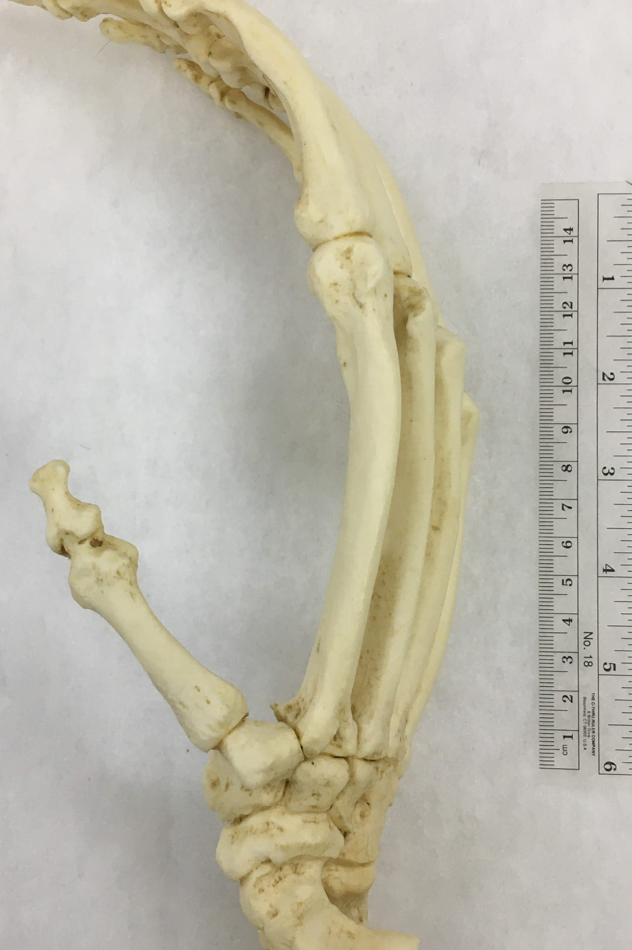 An image of skeletal primate foot.