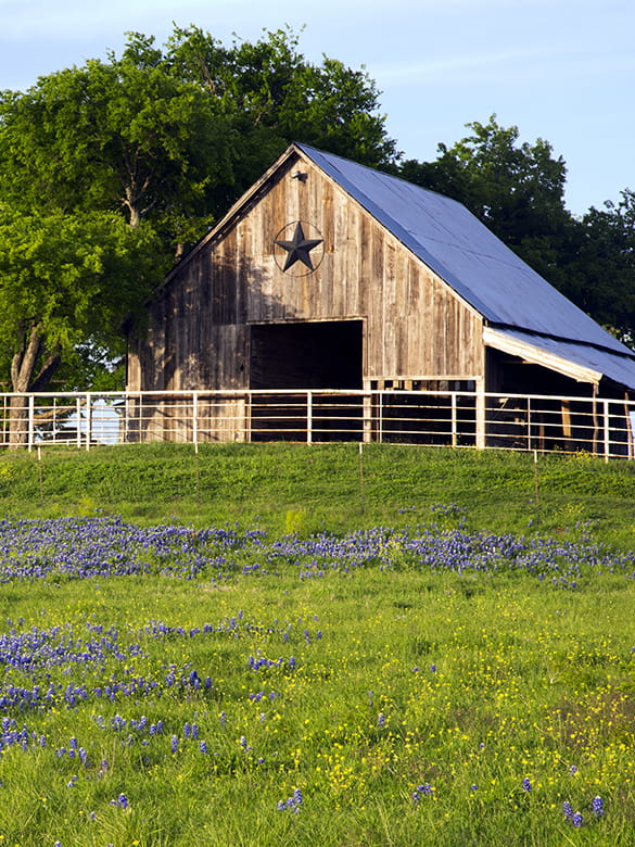 rural dirty-white barn with TX star on front with white metal fence surrounded by a field of blue bonnets
