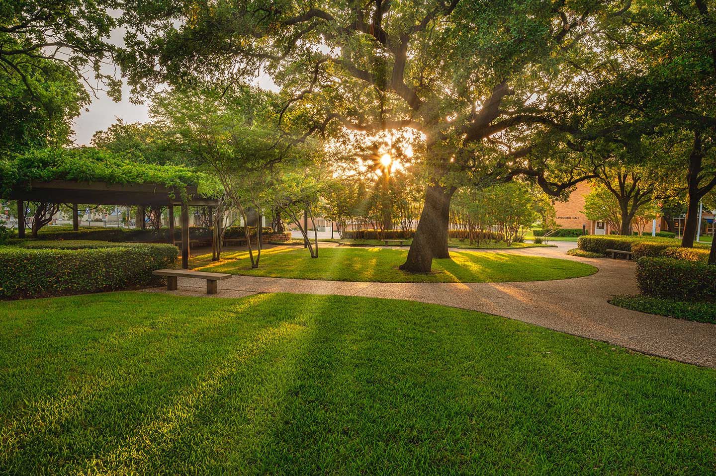 campus park trees sunrise