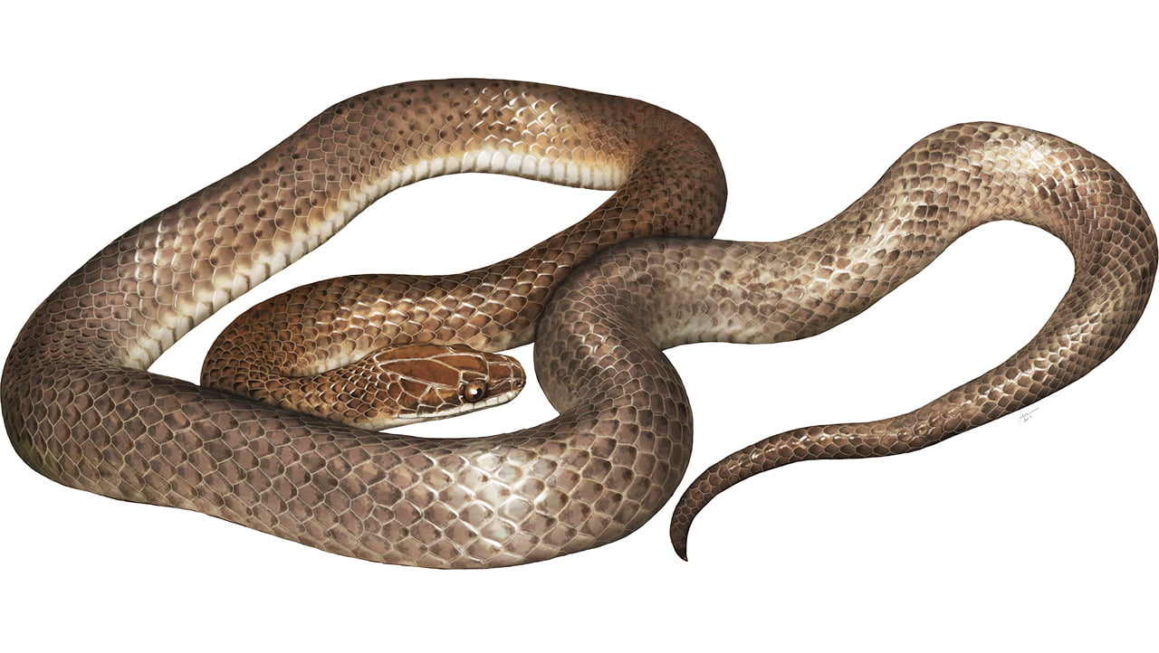 A new species of snake