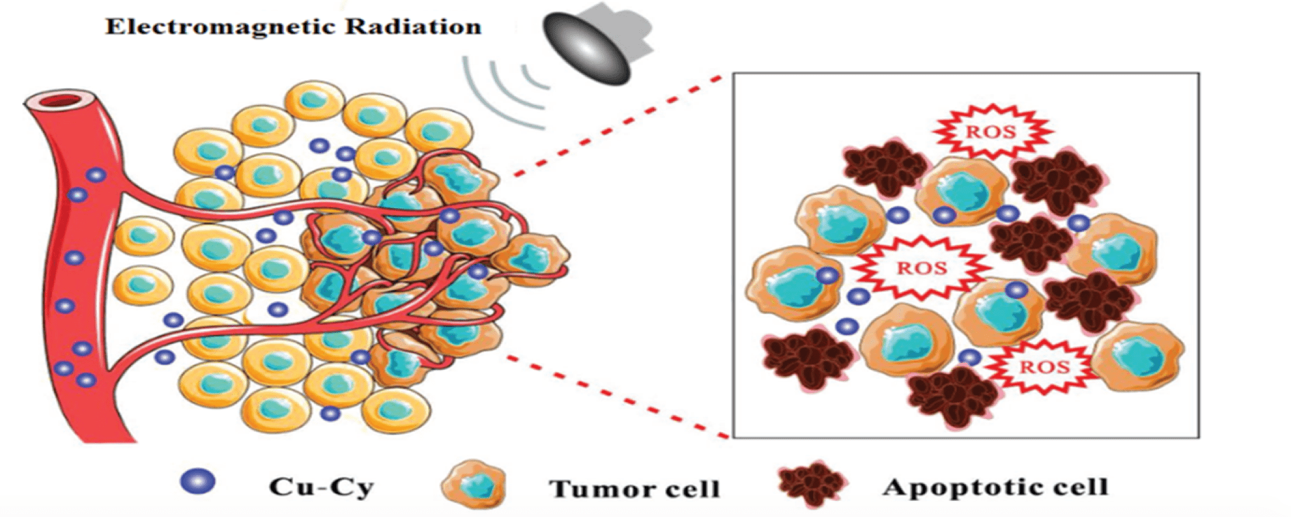 How the activated nanoparticle kills cancer cells 