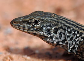 photo of lizard on sand