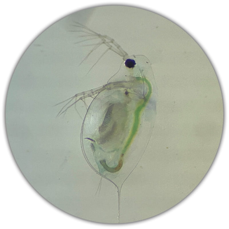photo of Daphnia water flea