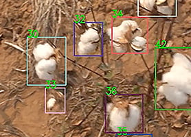 cotton field