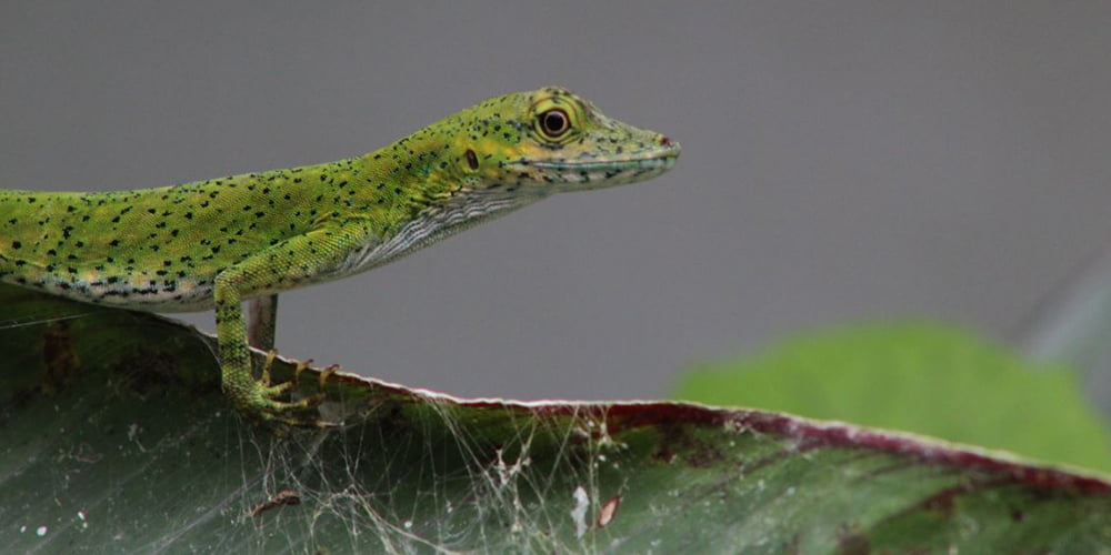 Anole lizard