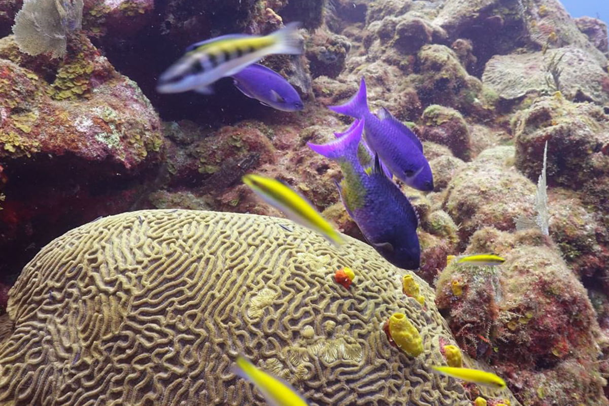 Bright purple and yellow fish swim among corals