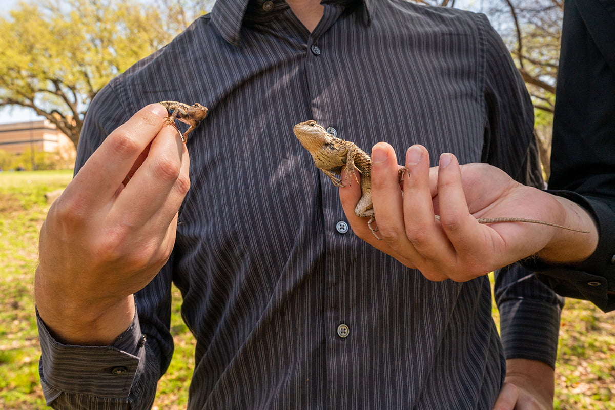 Prairie lizard, left, and Texas spiny lizard