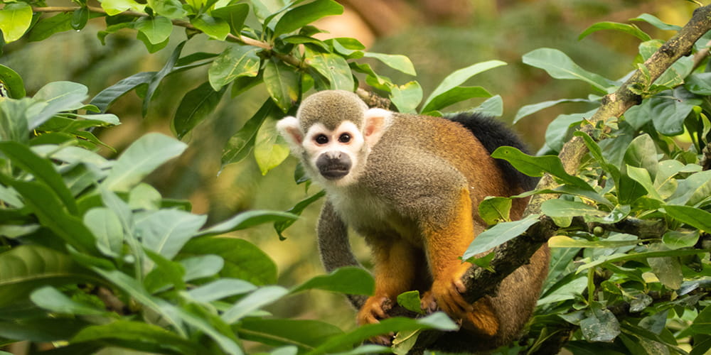 A Brazilian squirrel monkey sits on a branch, high among jungle trees. " _languageinserted="true