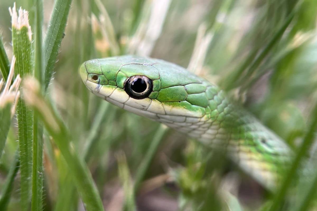 A green snake appears between blades of grass." _languageinserted="true
