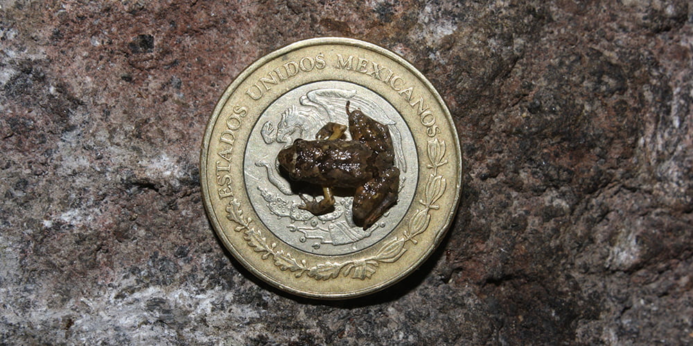 A miniature frog rests on top of a Mexican coin.