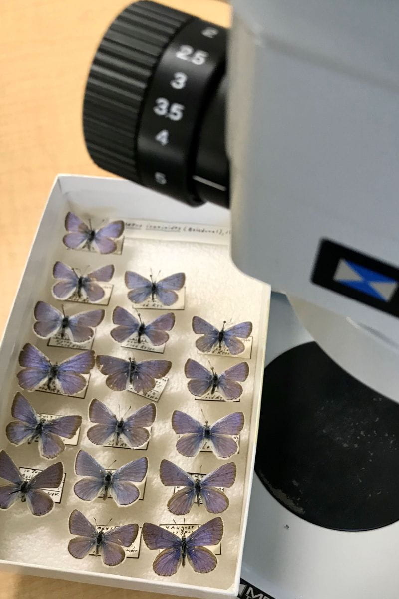 Butterfly Pollen Microscope