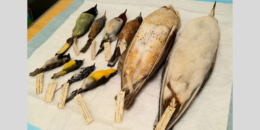 bird specimens