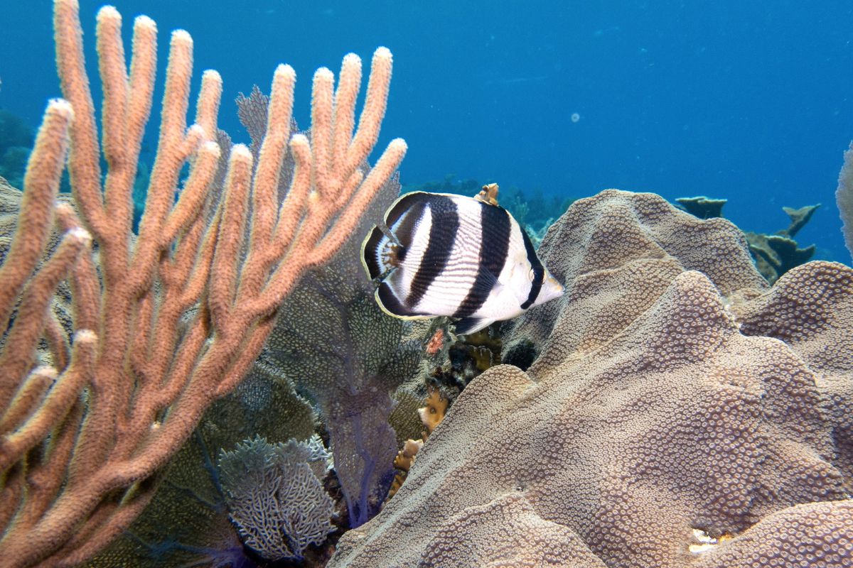 Coral reef