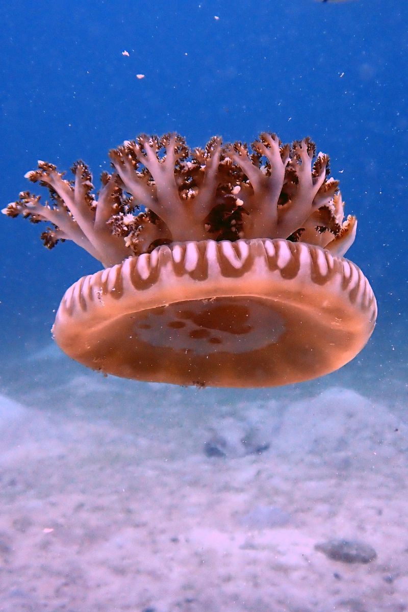 upside down jellyfish