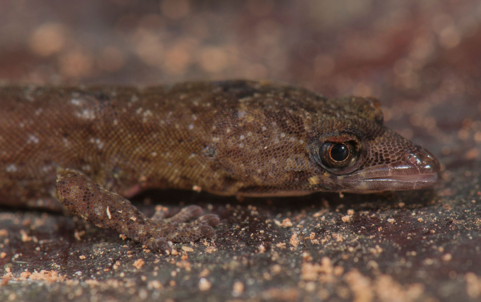new gecko 1