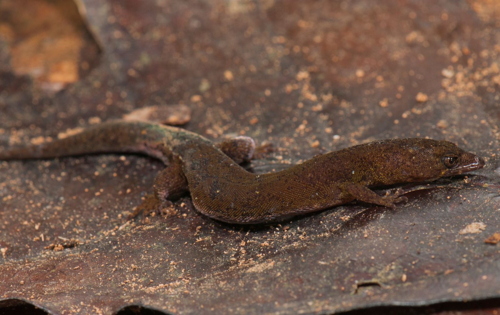Pseudogonatodes fuscofortunatus