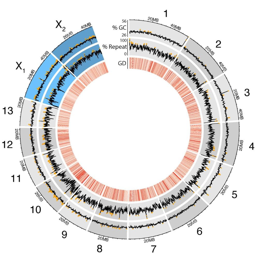 Bedbug genome map