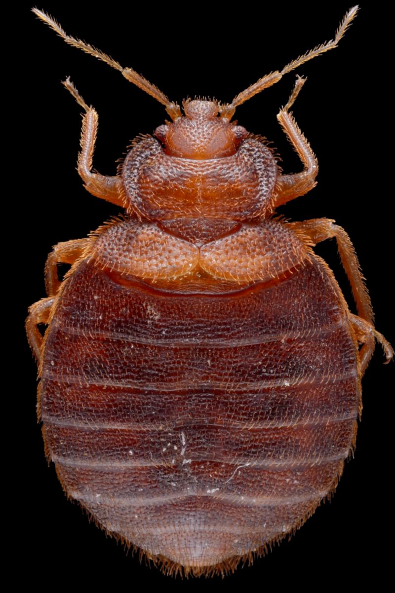 bedbug