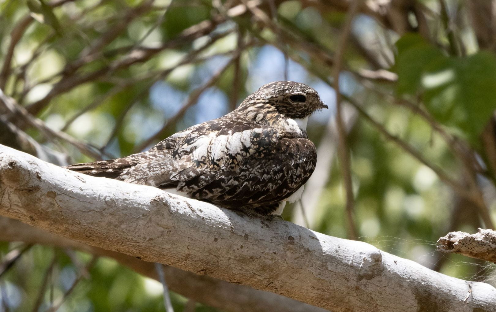 bird