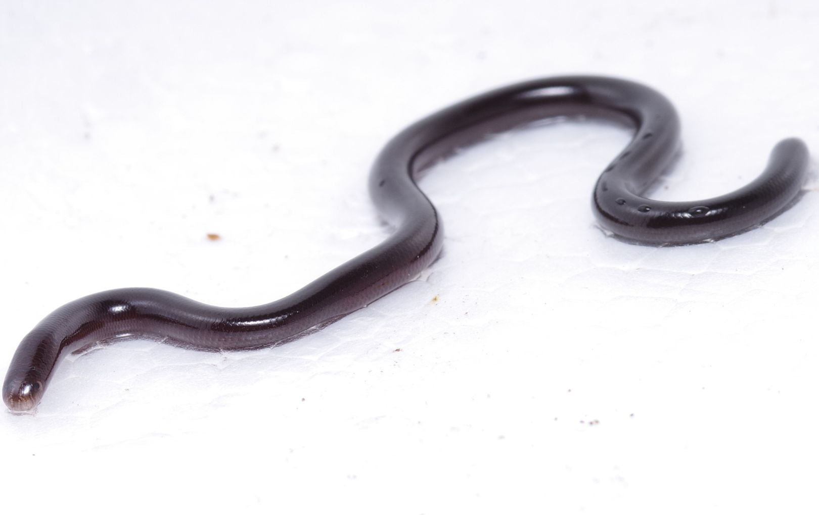 Flowerpot snake
