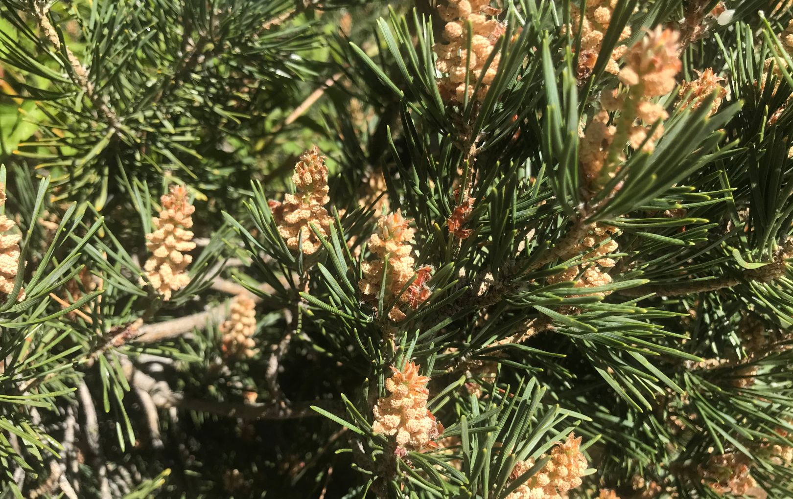 Tree pollen main
