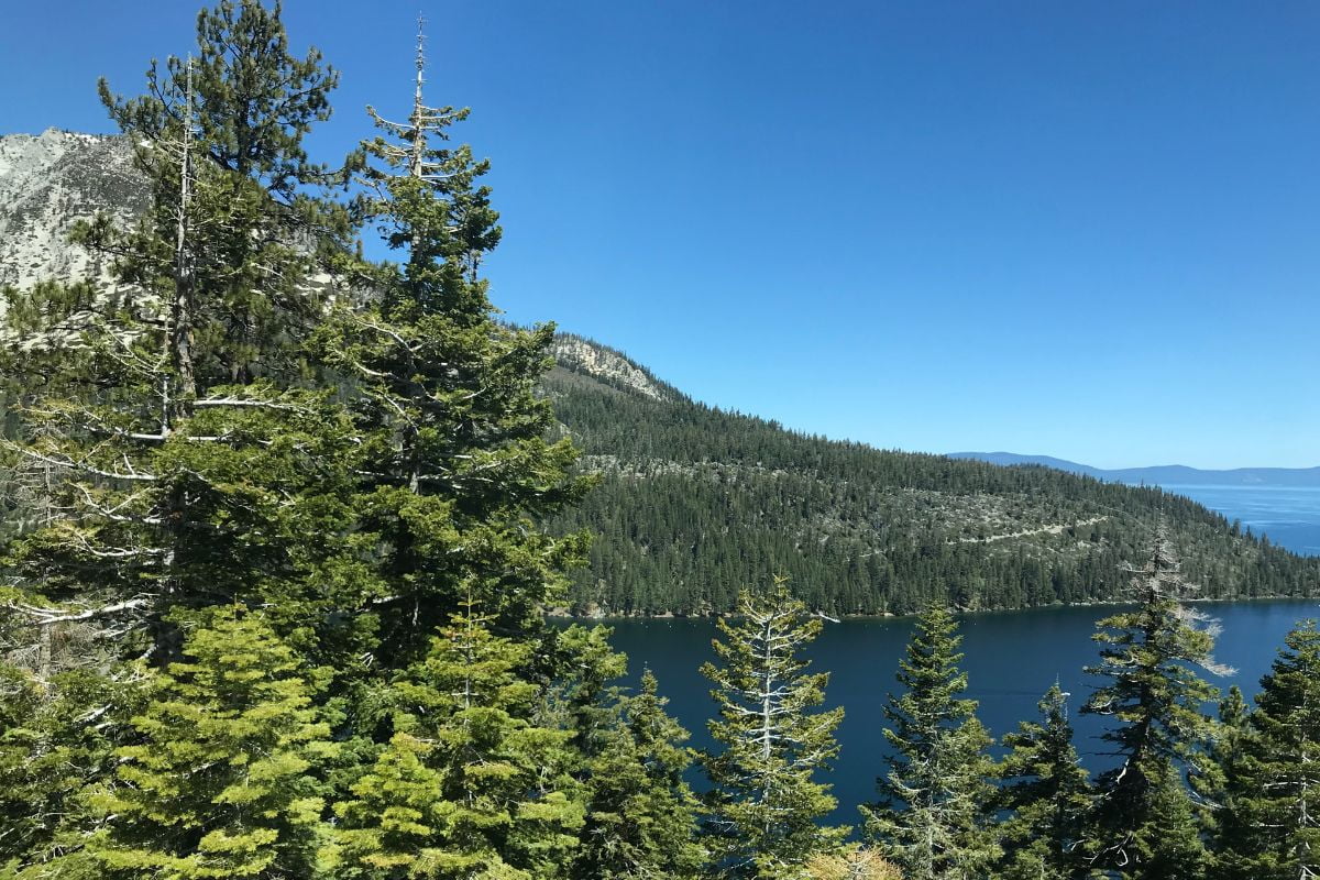 Trees