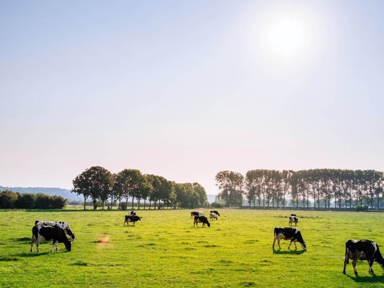 The sun shines down on a large farm.