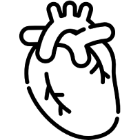 A drawing of a human heart