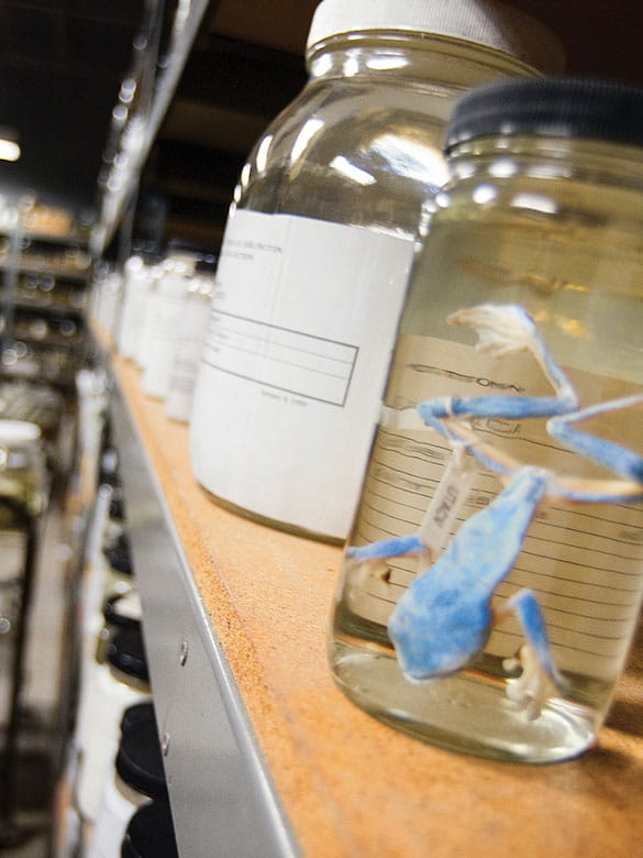 A blue frog specimen in the ARDRC.