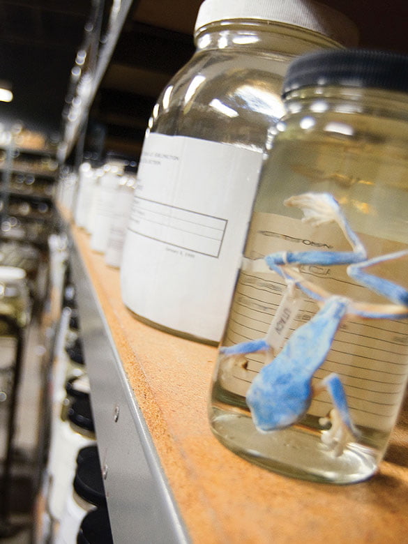 A blue frog specimen in the ARDRC.