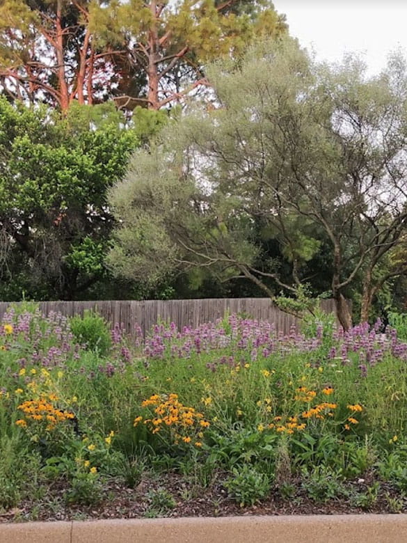 Pollinator garden in full bloom at Randol Mill Park