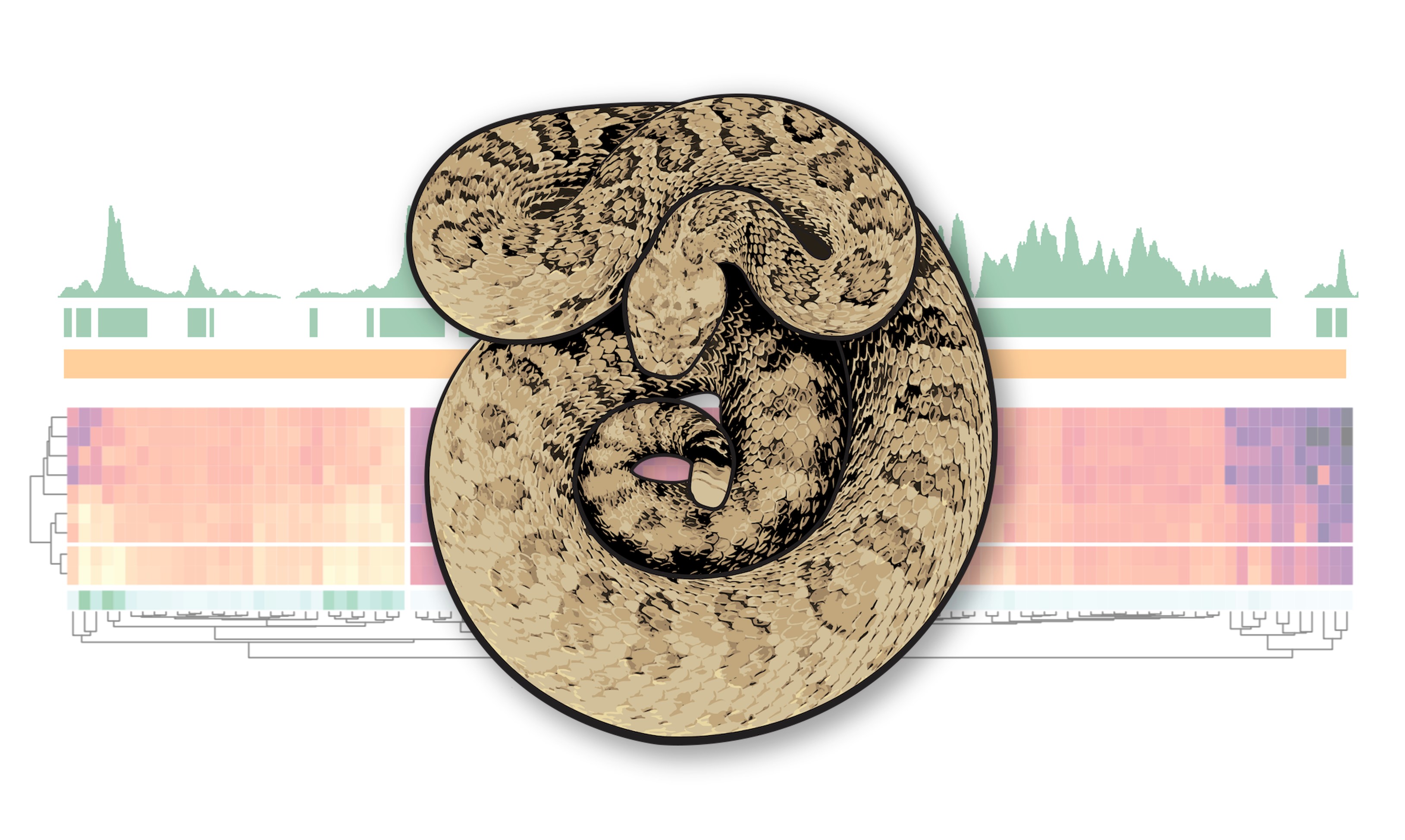 >An illustration of a prairie rattlesnake overlaying functional genomic data used to study the regulation and evolution of snake venom. Courtesy of Blair Perry.